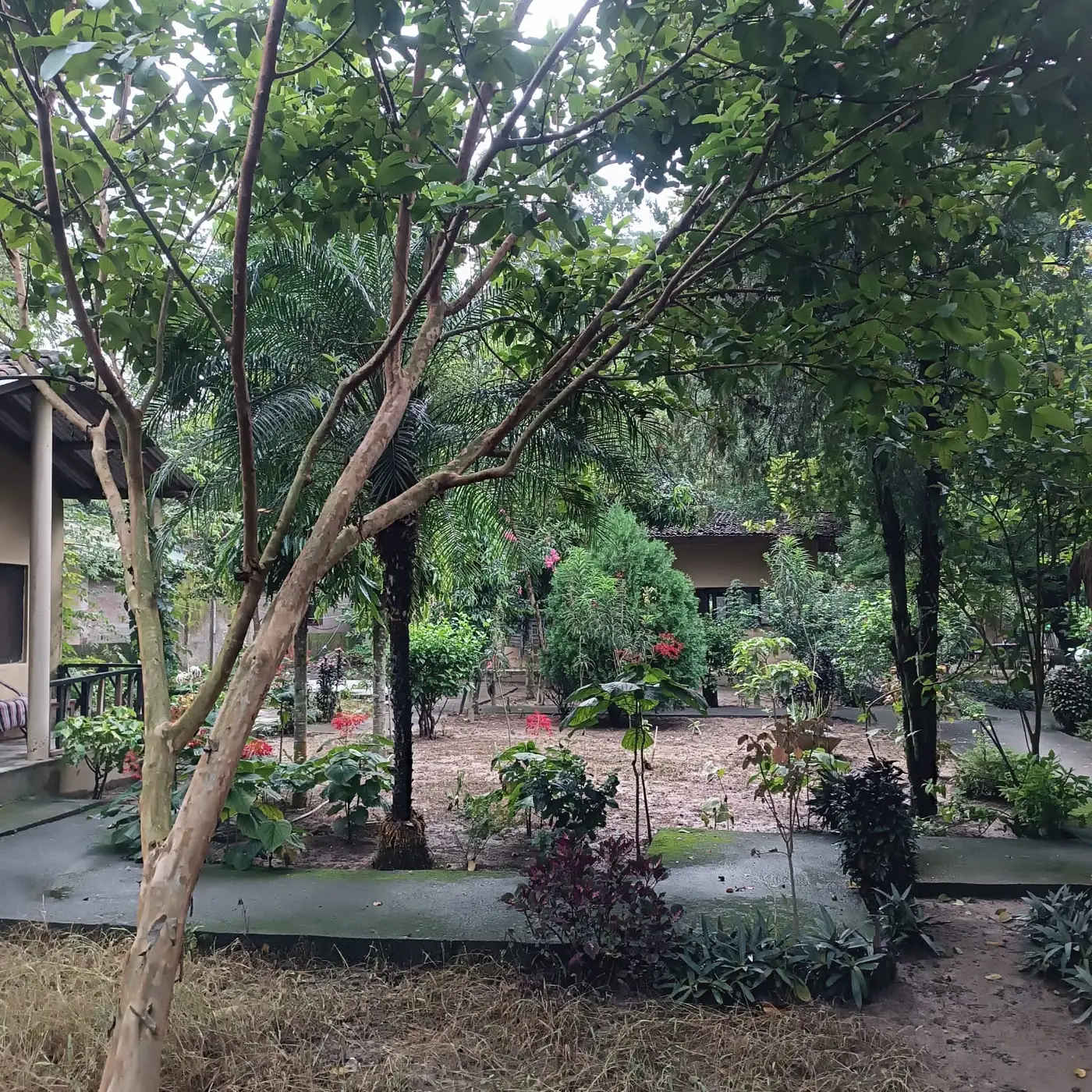 Garden paths beneath mature trees at Tharu Lodge