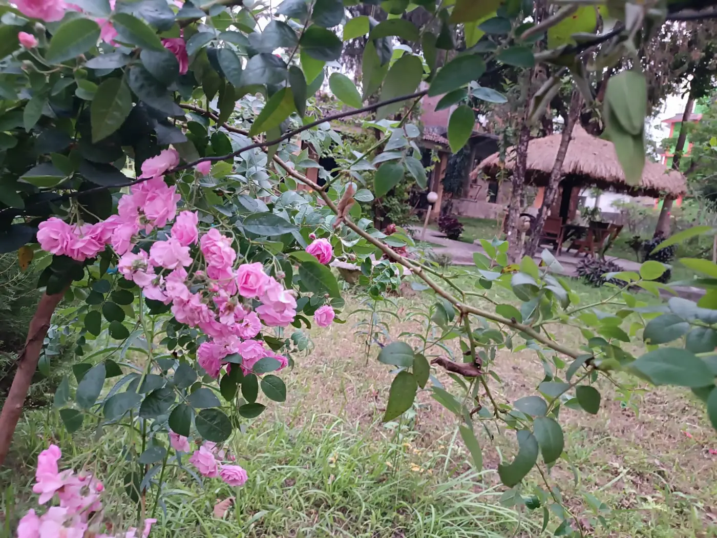Pink roses with a garden gazebo in the background